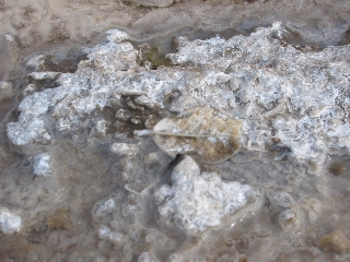 Silkatablagerungen aus dem Geysirwasser