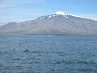 Orcas vor dem Snaefellsjökull